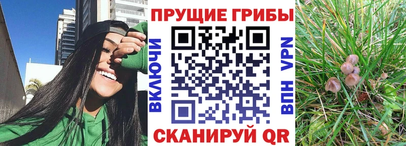 где найти наркотики  Калуга  гидра маркетплейс  Галлюциногенные грибы Magic Shrooms 